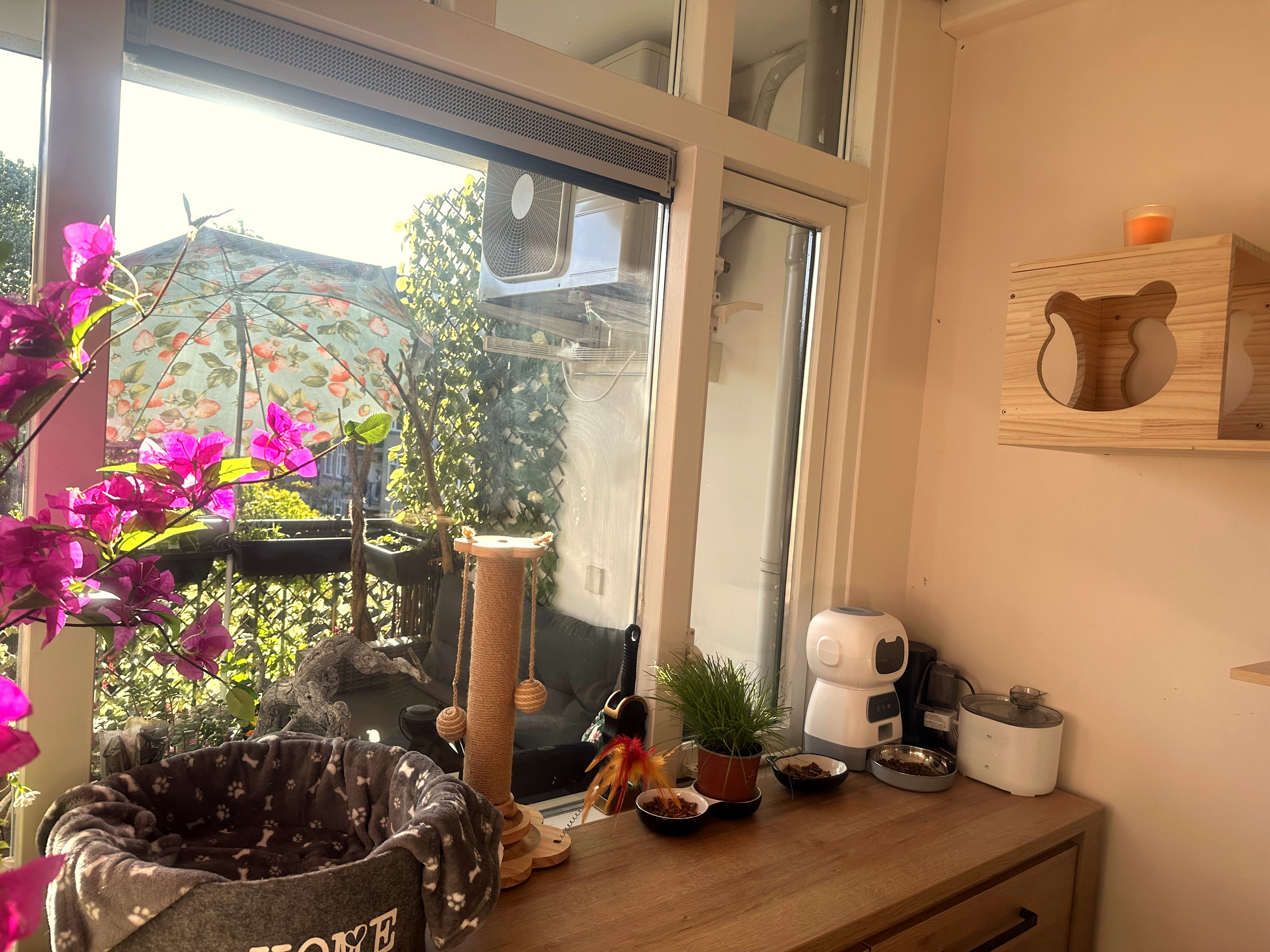 Our Cat Room View 8
