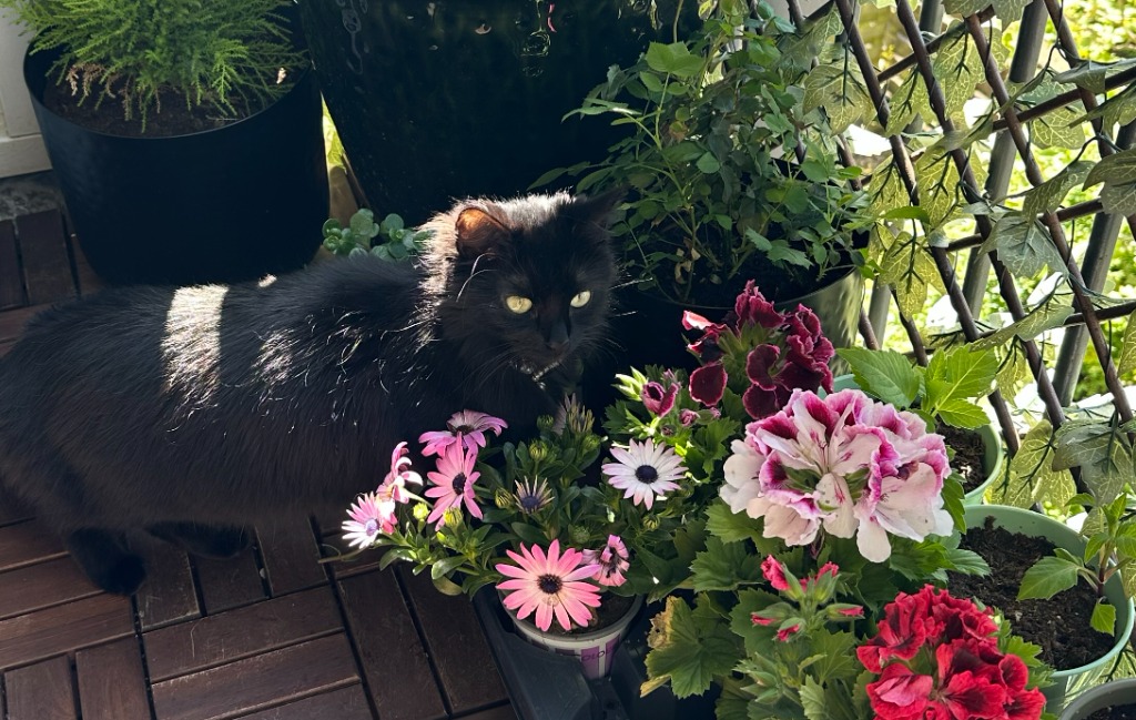 Supervised balcony time