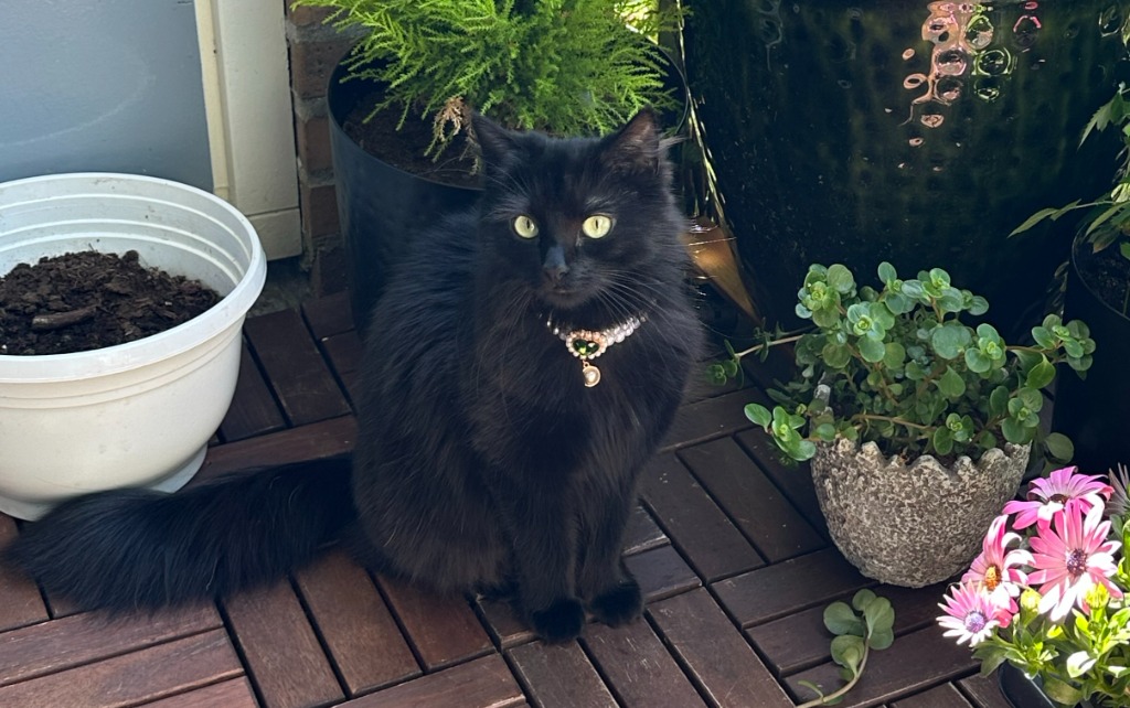 Elegant Cat Boarding