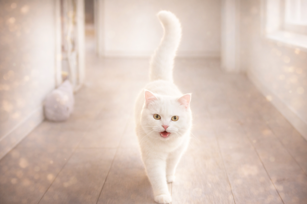White cat walking