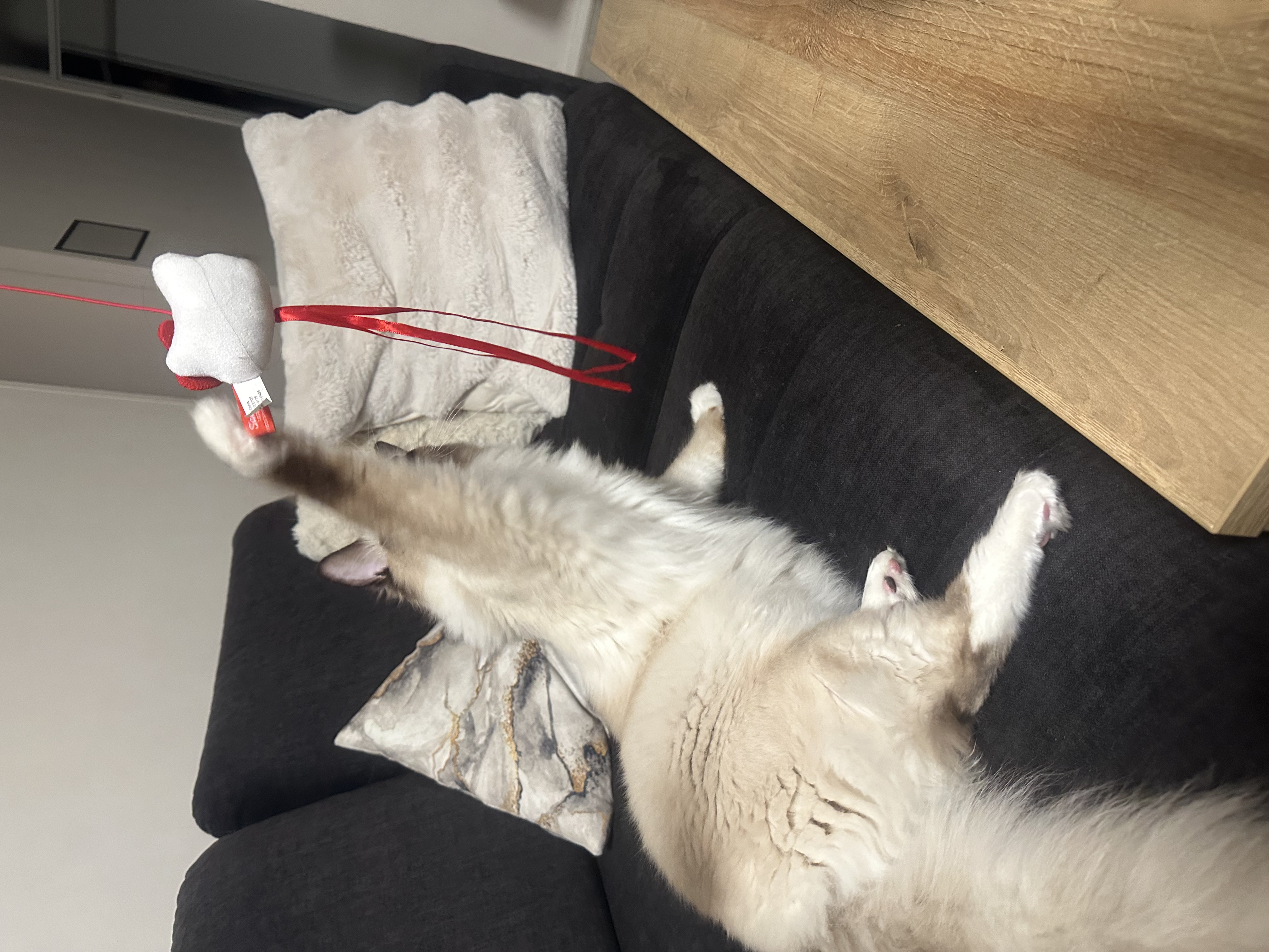 Playtime & Gentle Interaction